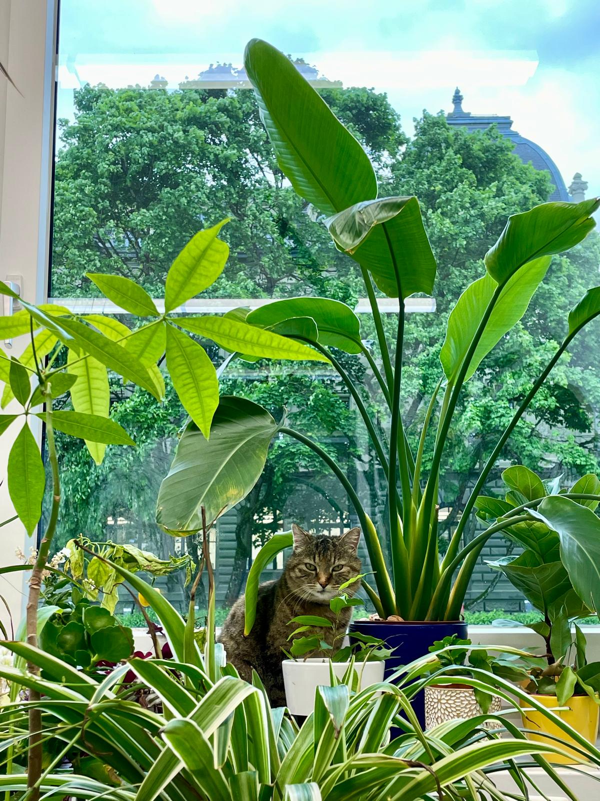 cat_2