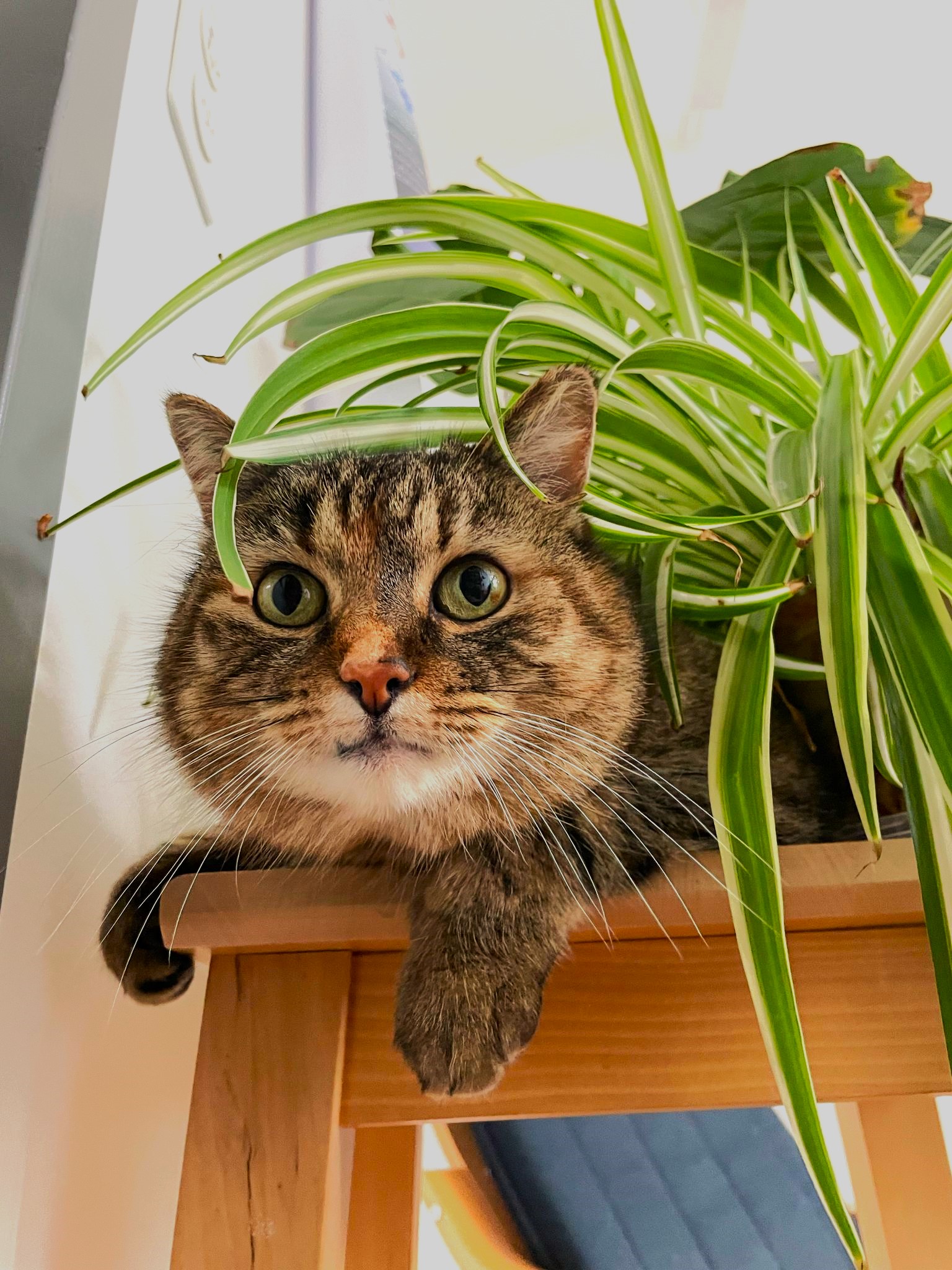 cat_0