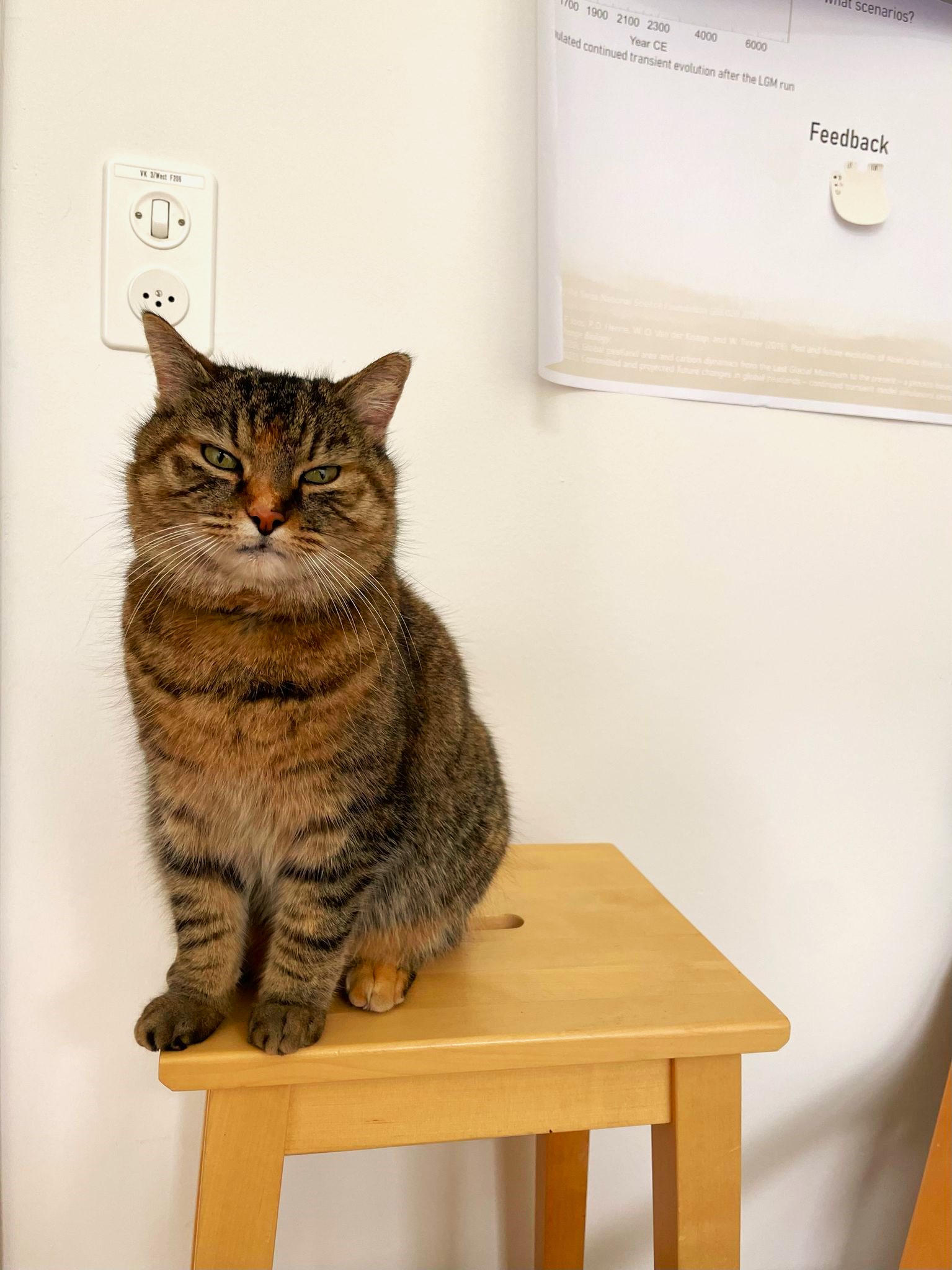 cat_1